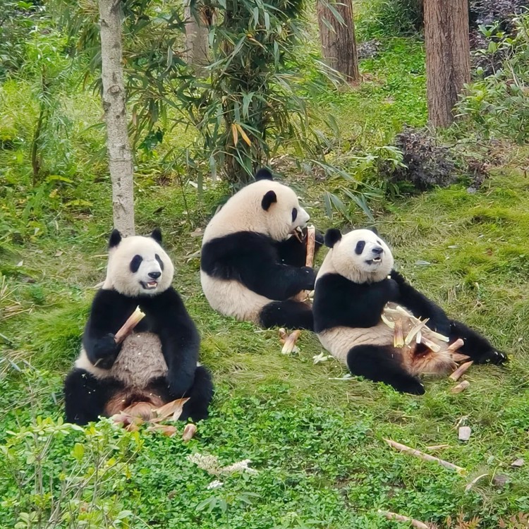 Chongqing Hongyadong Night View Chengdu Giant Panda Tour