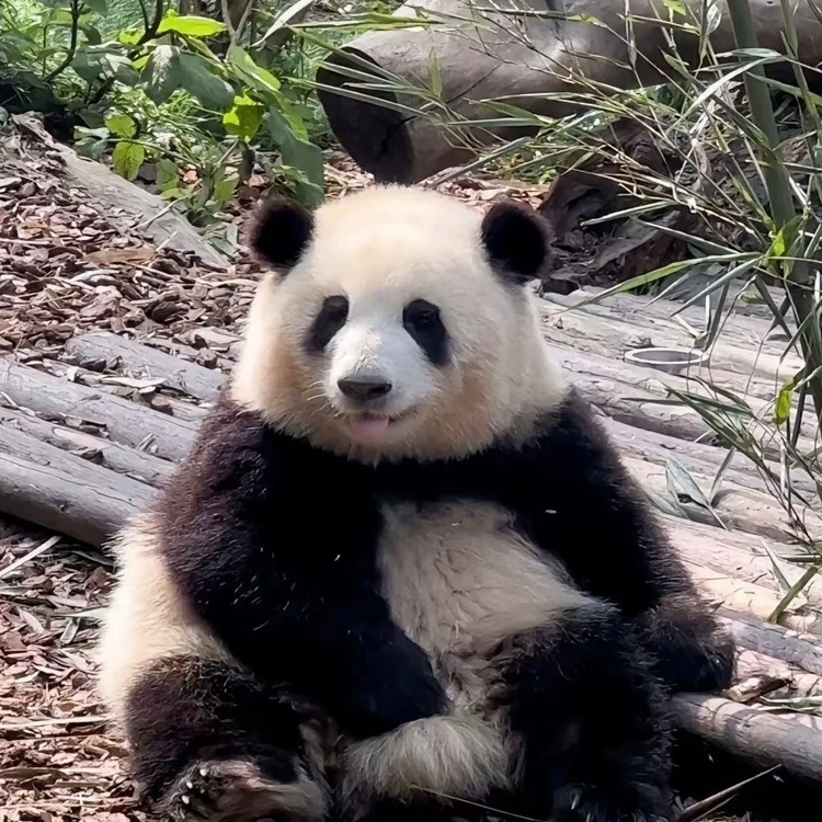 ทัวร์ Sichuan Chengdu Guanghan Sanxingdui